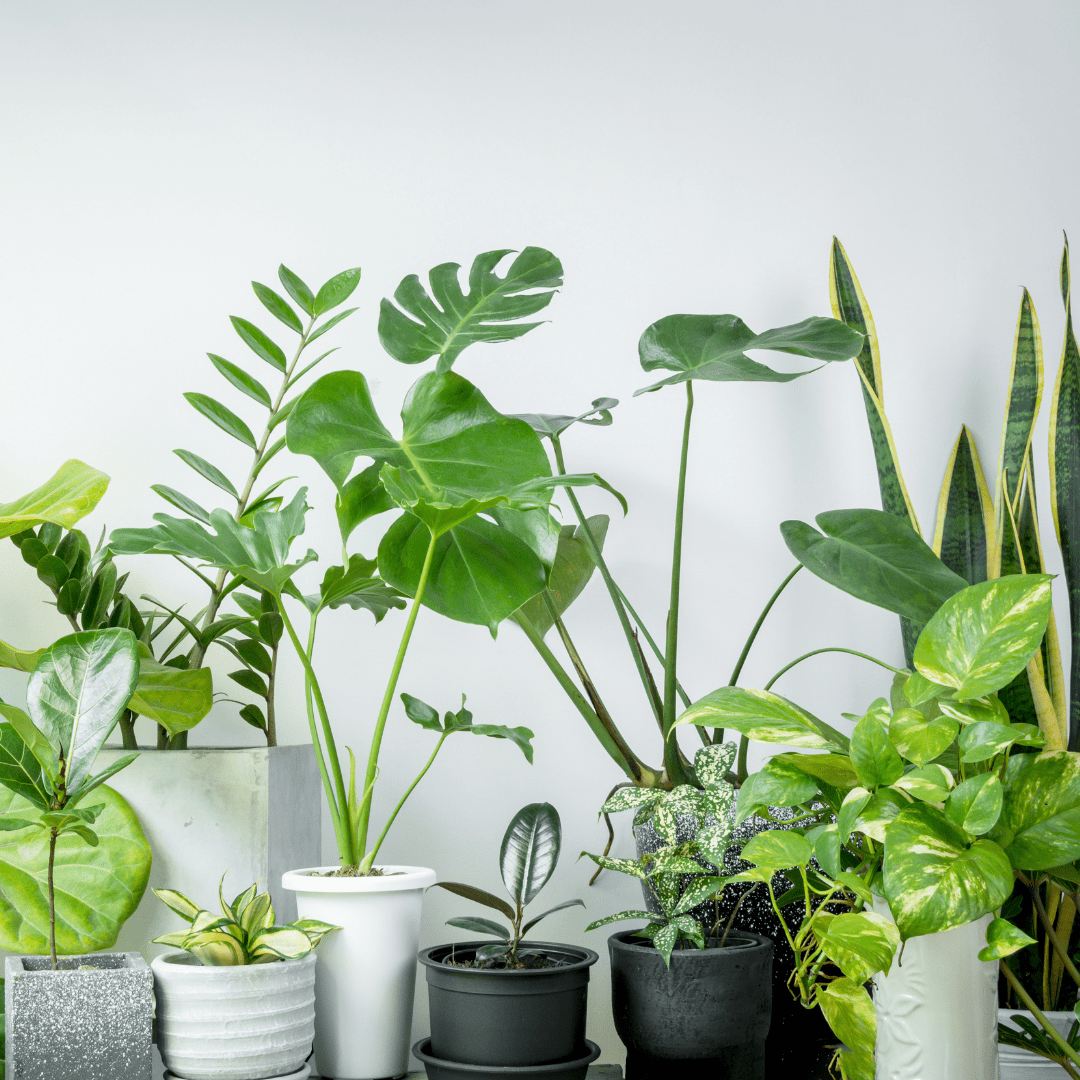 Top 10 houseplants for health and wellness - Wilderwell™