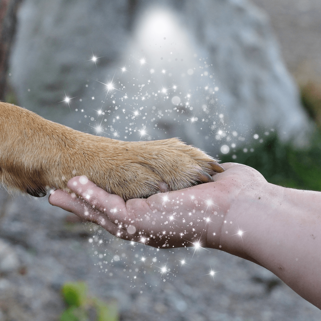 What to Expect During a Distance Reiki Session for Your Pet - Wilderwell™