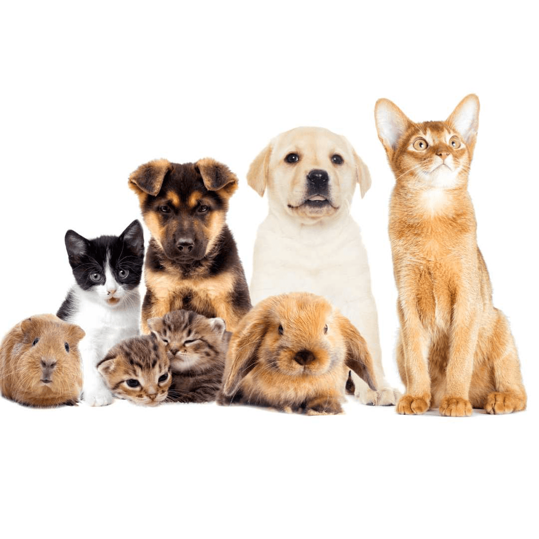 Reiki for Pets