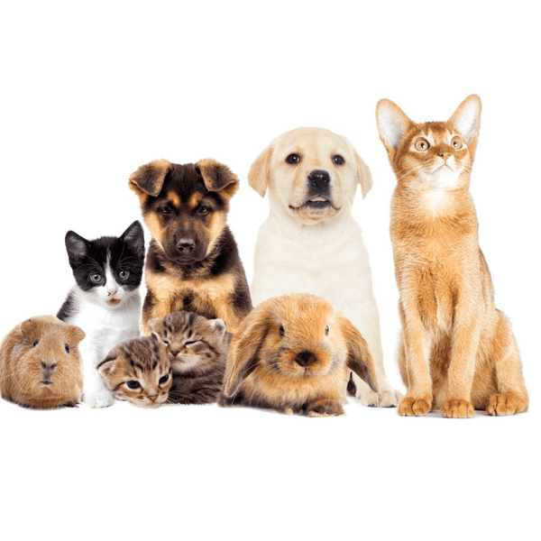 Calm pets sitting together – Reiki for dogs, cats, rabbits and more, distance energy healing for animals
